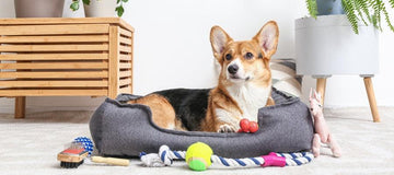 משחק והעשרה: איך הצעצועים הנכונים שומרים על חיית המחמד שלך מאושרת | ג'סטה שופ | Jesta Shop