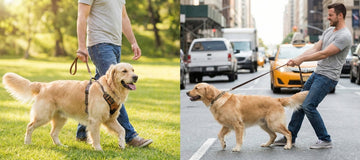 מפסיקים למשוך: איך לבחור בין רתמה לקולר לטיול בטוח, נעים וחכם | ג'סטה שופ | Jesta Shop