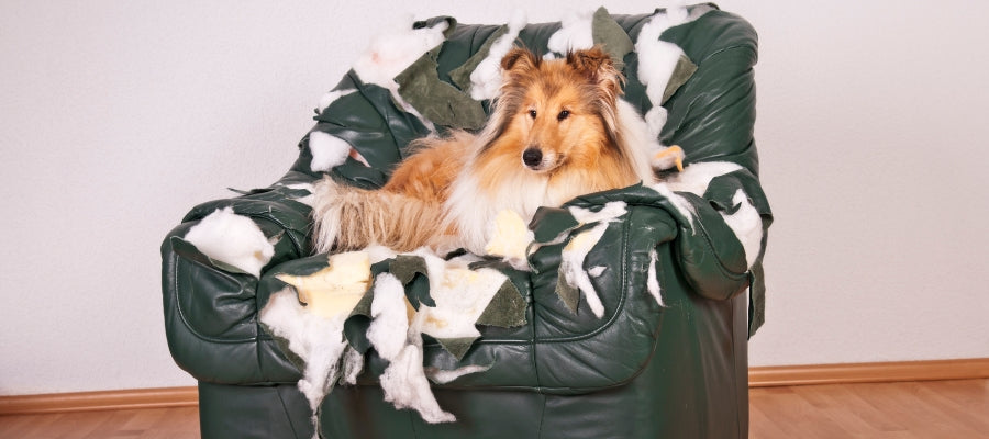 לכלוך, בלאי ושריטות? הכירו את המוצרים שישמרו על הרהיטים שלכם כמו חדשים | ג'סטה שופ | Jesta Shop