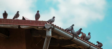 מיונים על המרפסת ועד יתושים בחדר השינה: כך תגנו על הבית שלכם ממזיקים | ג'סטה שופ | Jesta Shop