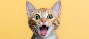 לא רק אוכל ומים: הגאדג'טים שיהפכו את החתול שלכם למאושר | ג'סטה שופ | Jesta Shop